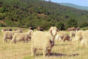 Alpes de Haute Provence troupeau de moutons